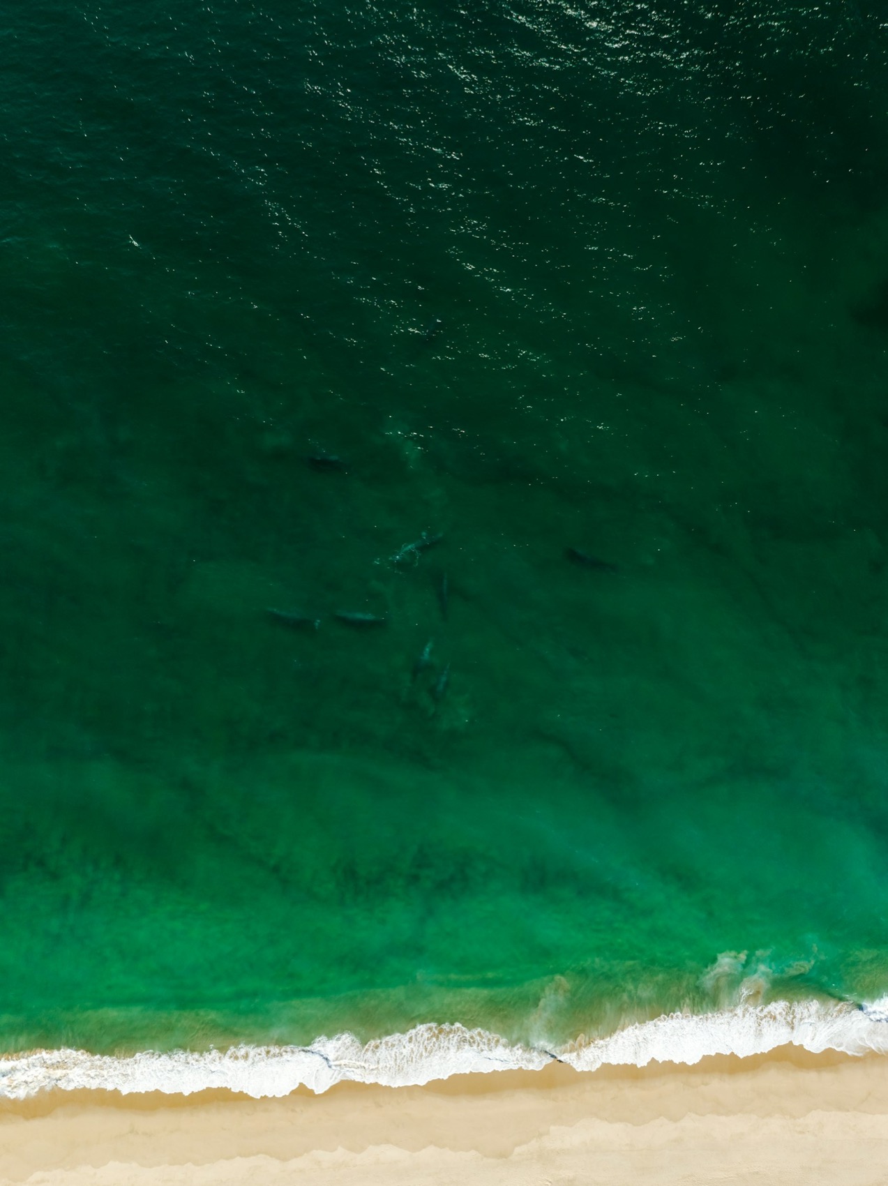 A gray whale surfacing in calm water