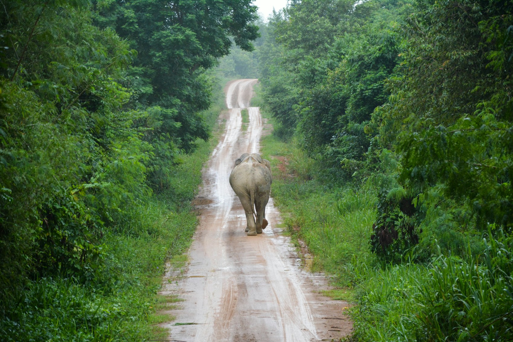 A wild elephant walking alone down a forest road in northern Thailand