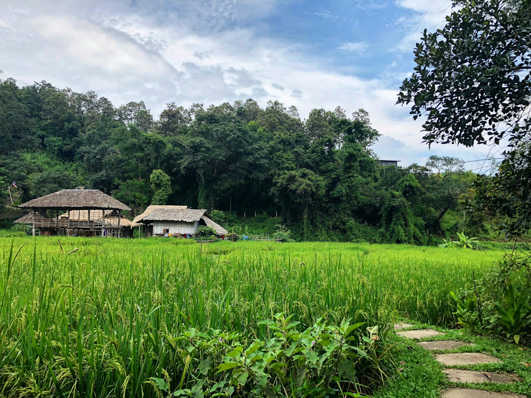 Hill-tribe bamboo houses beside a green rice paddy in the northern Thai highlands