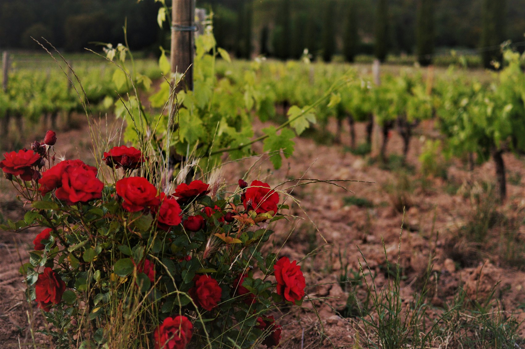 Red roses at the head of a vineyard row in the soft evening light of Provence