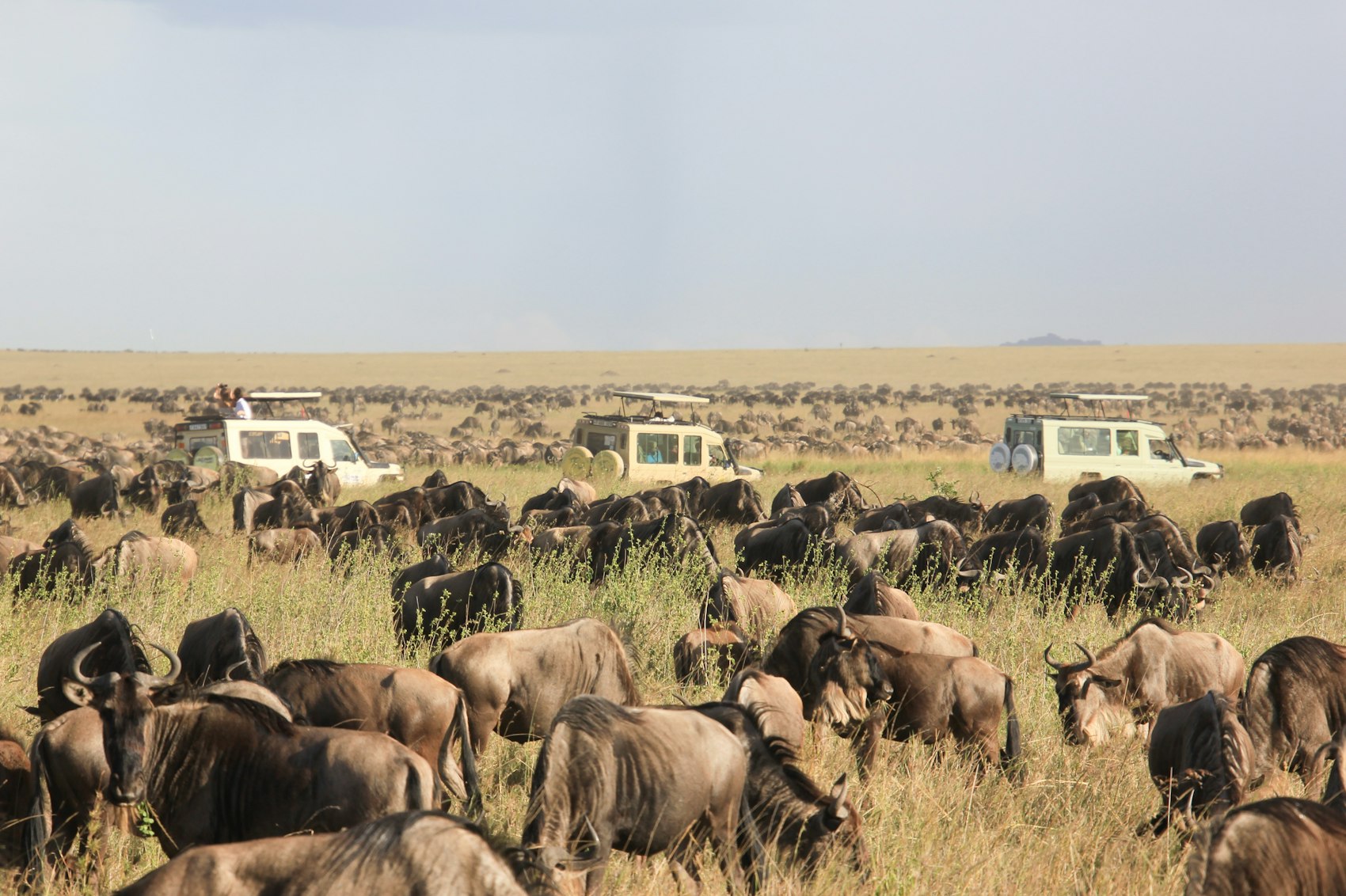 Serengeti safari