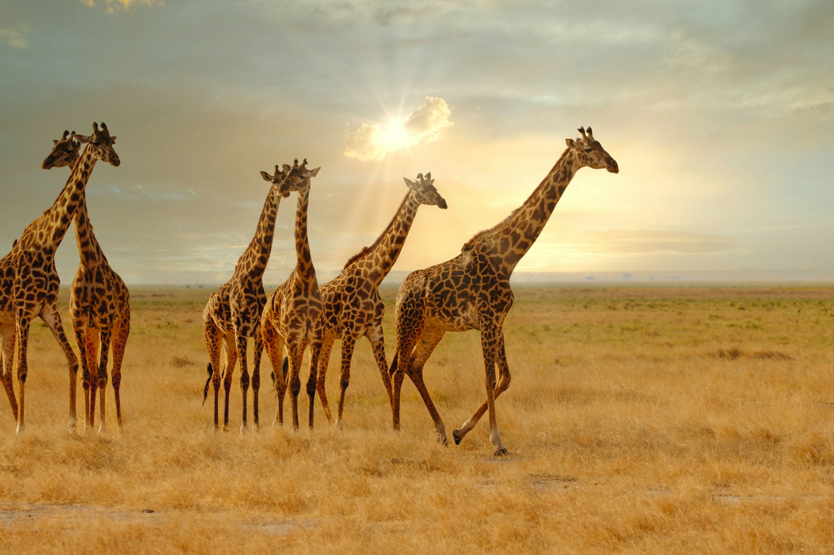 Endless plains of the Serengeti